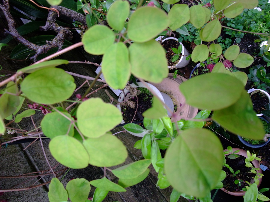 木通 アケビ の育て方 キミのミニ盆栽びより