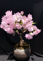 サクラ 桜 の育て方 キミのミニ盆栽びより サクラ 桜 の育て方 キミのミニ盆栽びより