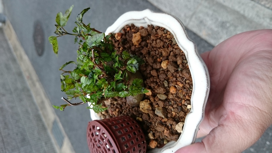 葉物類に多い病気 キミのミニ盆栽びより 葉物類に多い病気 キミのミニ盆栽びより