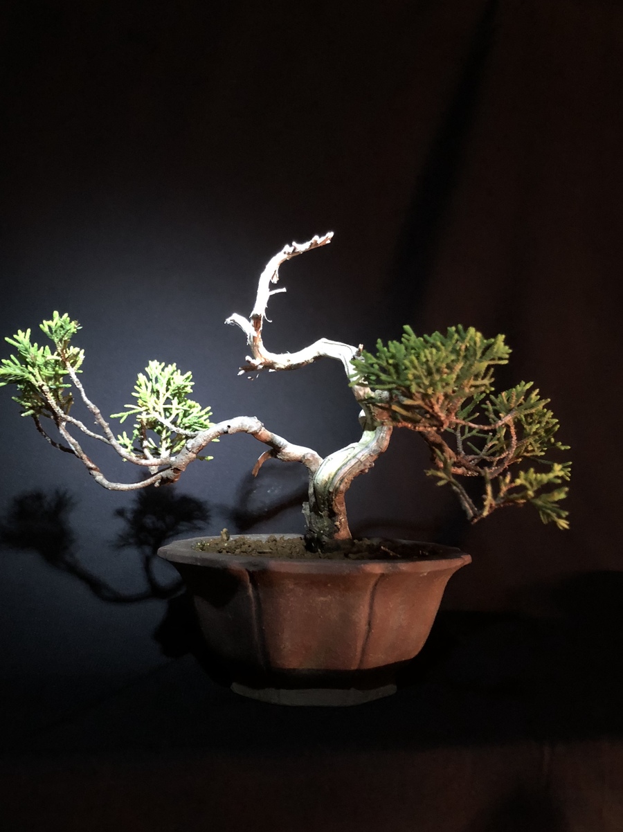 真柏 シンパク の魅力 キミのミニ盆栽びより 真柏 シンパク の魅力 キミのミニ盆栽びより