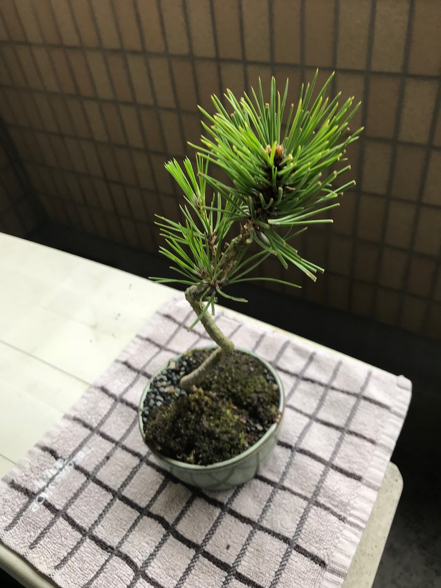黒松 クロマツ の剪定 キミのミニ盆栽びより 黒松 クロマツ の剪定 キミのミニ盆栽びより