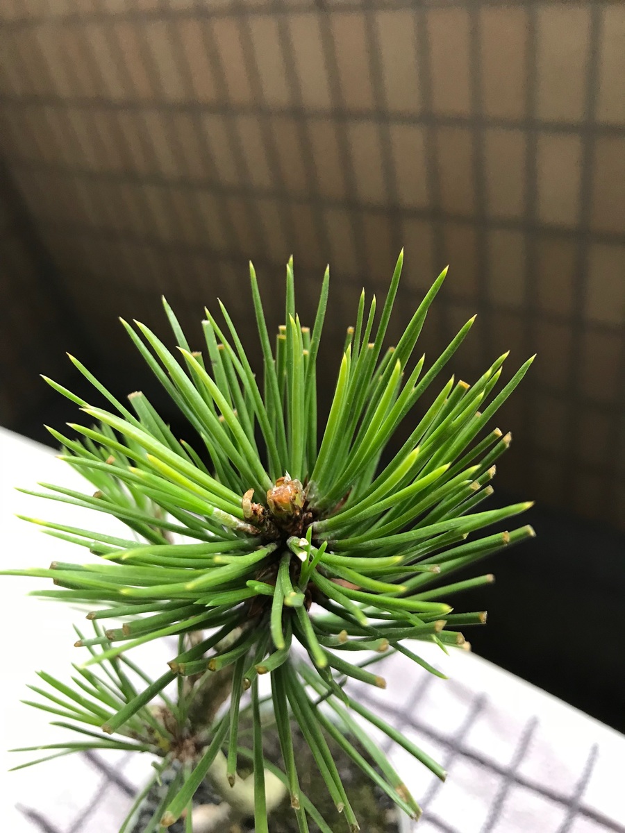 黒松 クロマツ の剪定 キミのミニ盆栽びより 黒松 クロマツ の剪定 キミのミニ盆栽びより
