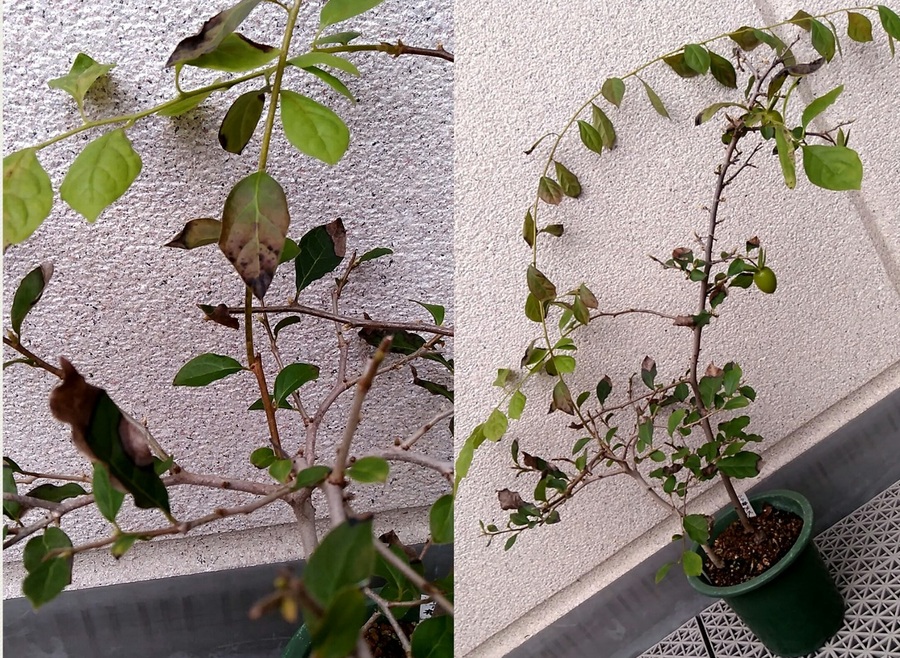 老鴉柿 ロウヤガキ の育て方 キミのミニ盆栽びより 老鴉柿 ロウヤガキ の育て方 キミのミニ盆栽びより