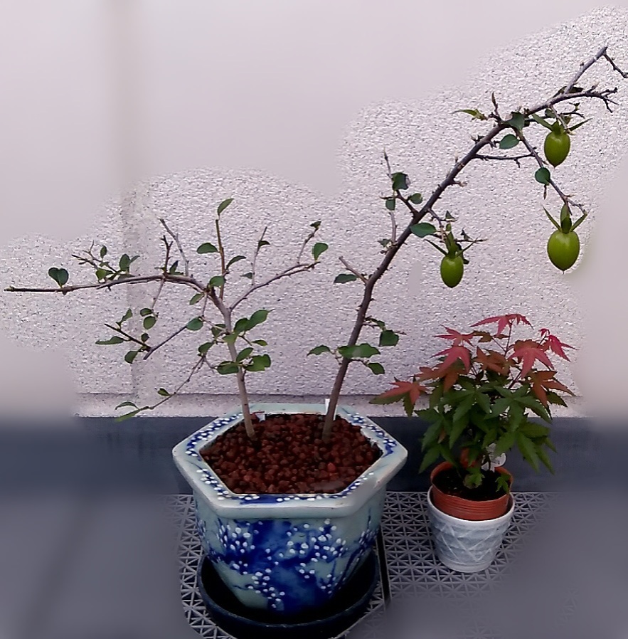 老鴉柿 ロウヤガキ の育て方 キミのミニ盆栽びより 老鴉柿 ロウヤガキ の育て方 キミのミニ盆栽びより