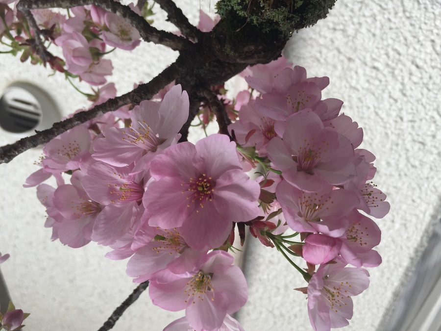 桜 サクラ の育て方 キミのミニ盆栽びより