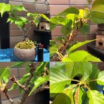 サクラ 桜 の育て方 キミのミニ盆栽びより サクラ 桜 の育て方 キミのミニ盆栽びより