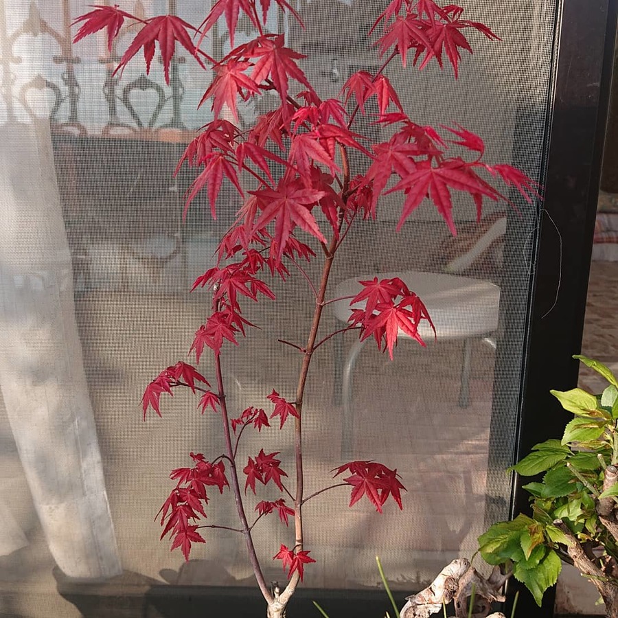 モミジ 紅葉 の育て方 キミのミニ盆栽びより モミジ 紅葉 の育て方 キミのミニ盆栽びより