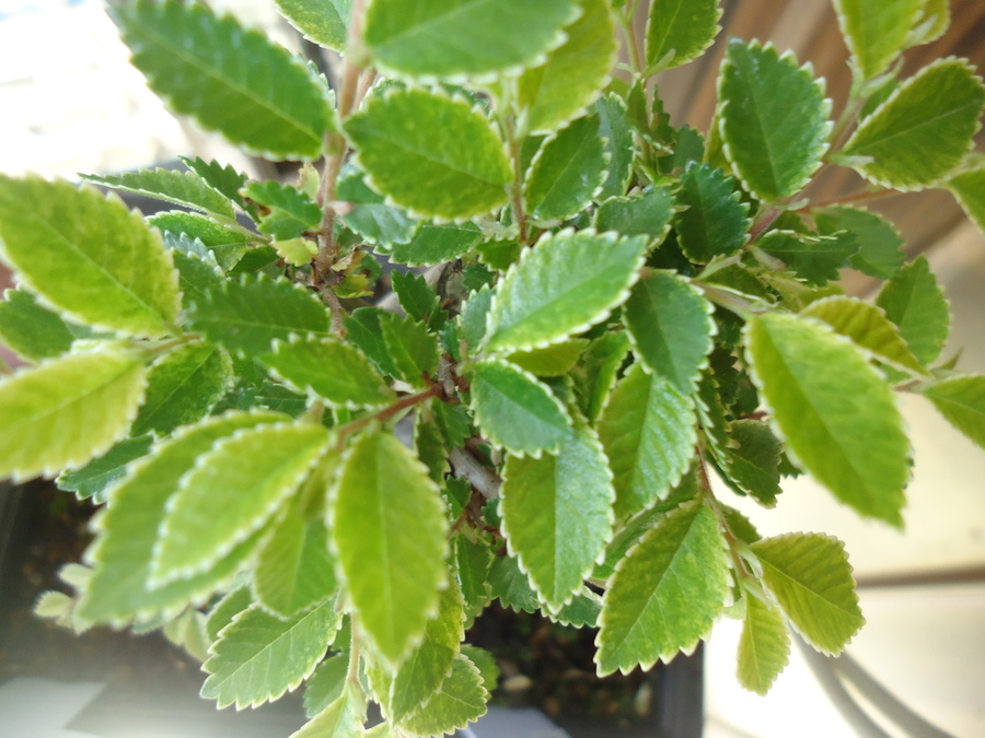 ケヤキ 欅 の魅力 キミのミニ盆栽びより