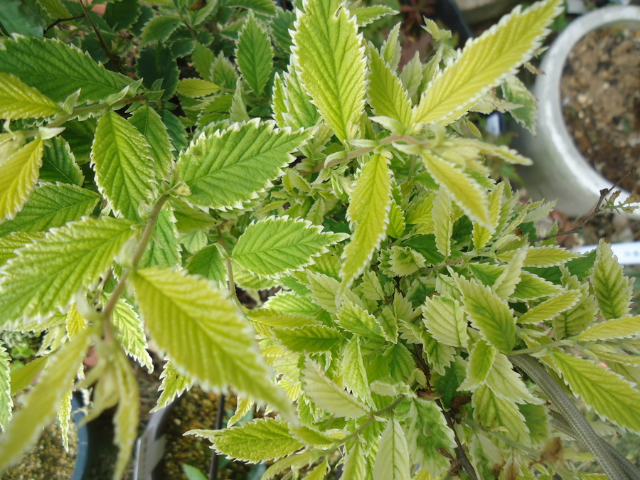 ケヤキ 欅 の魅力 キミのミニ盆栽びより