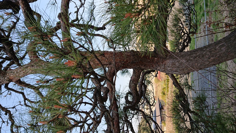 赤松 アカマツ の芽摘み キミのミニ盆栽びより 赤松 アカマツ の芽摘み キミのミニ盆栽びより