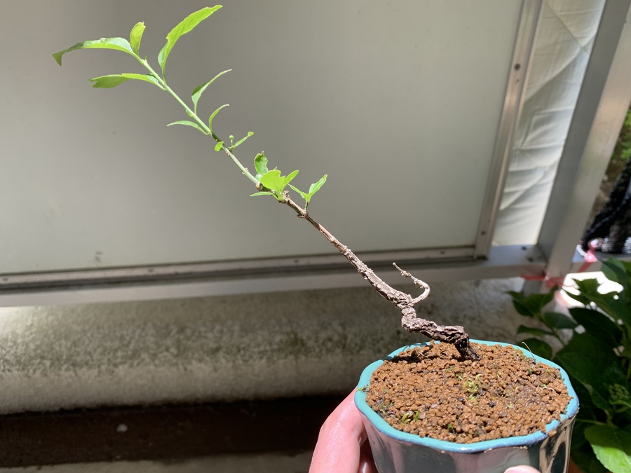真弓 マユミ の育て方 キミのミニ盆栽びより 真弓 マユミ の育て方 キミのミニ盆栽びより