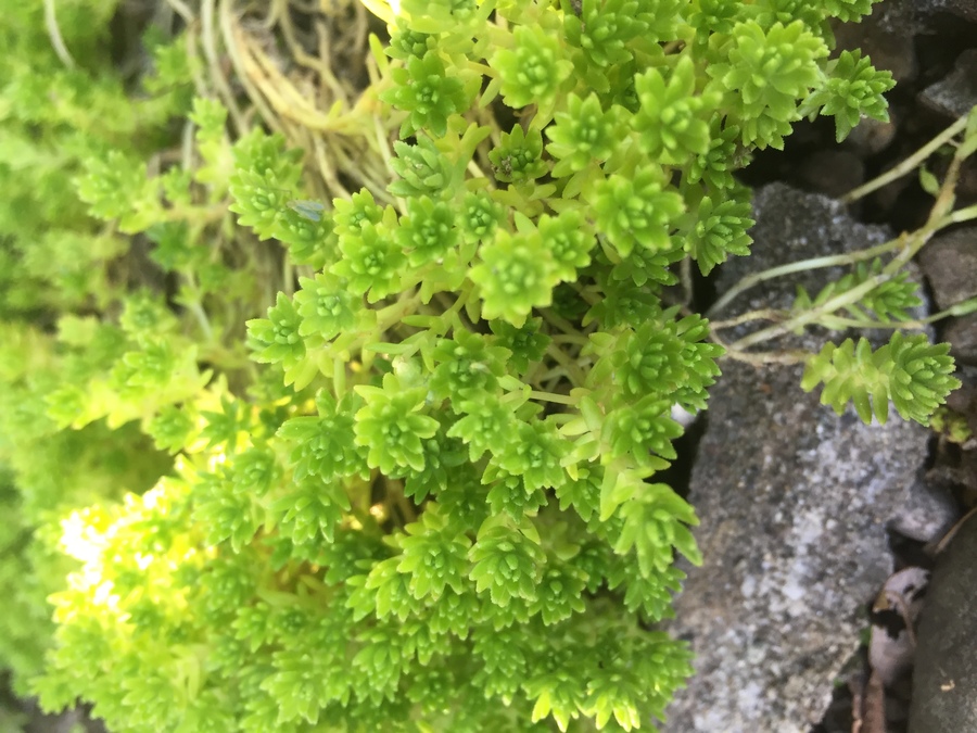 盆栽に向いている苔 キミのミニ盆栽びより