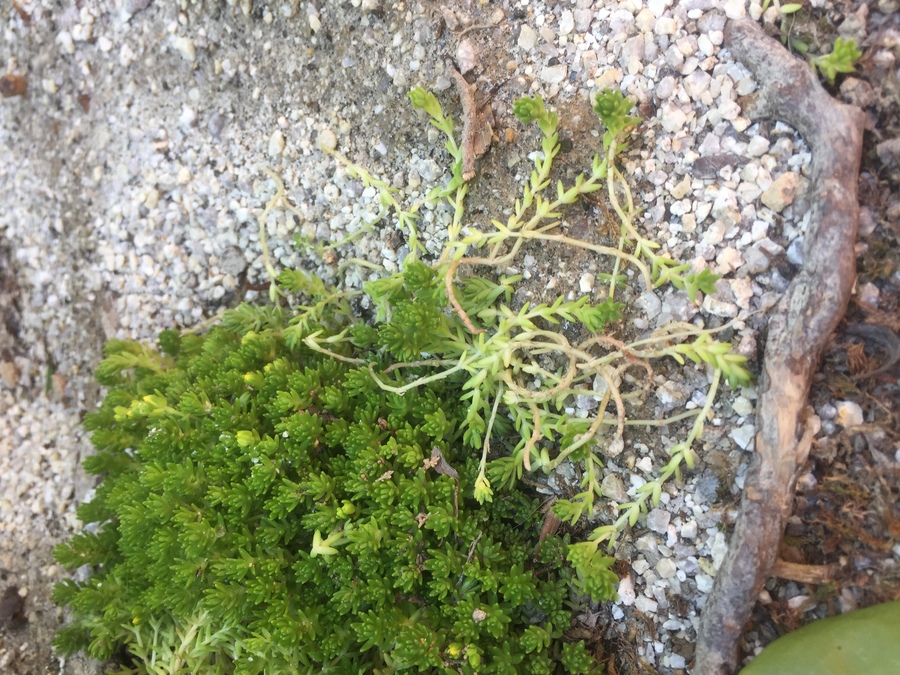 コンクリート壁にコケやカビが生える原因と正しい清掃方法 Cmc