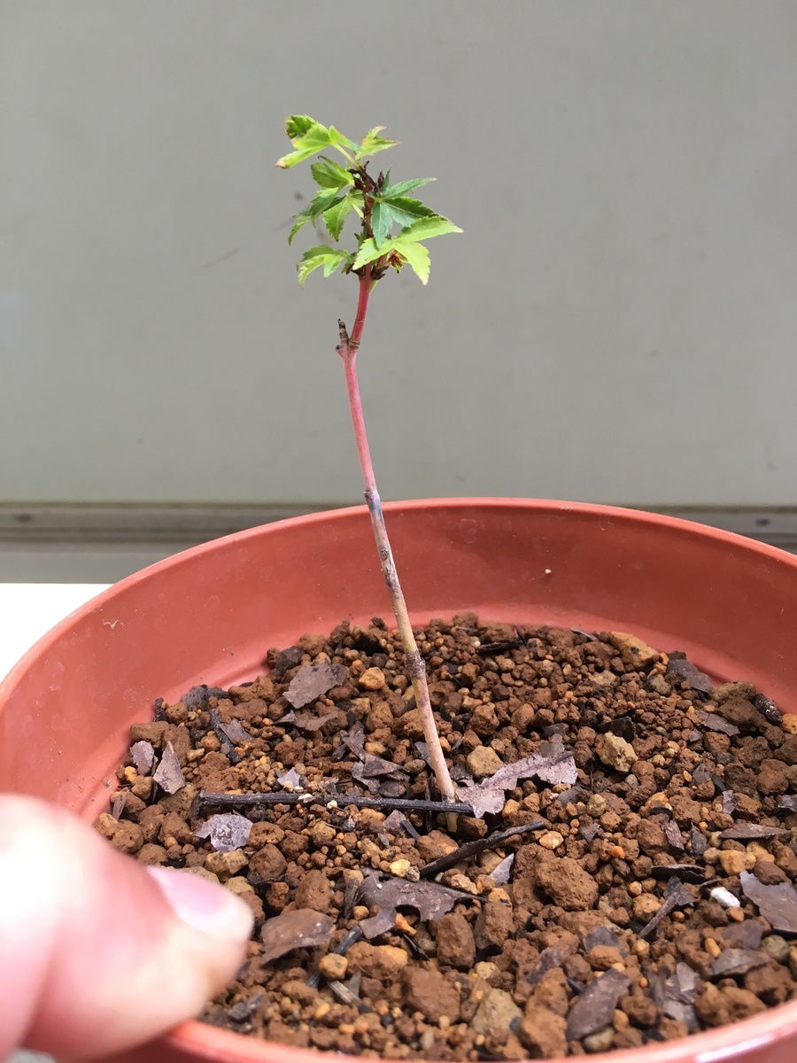 モミジ 紅葉 の育て方 キミのミニ盆栽びより モミジ 紅葉 の育て方 キミのミニ盆栽びより