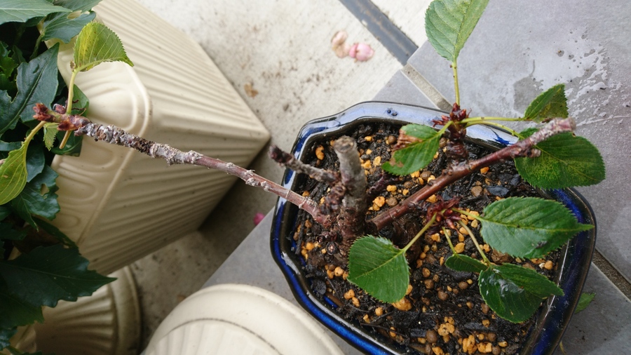 桜 サクラ の育て方 キミのミニ盆栽びより