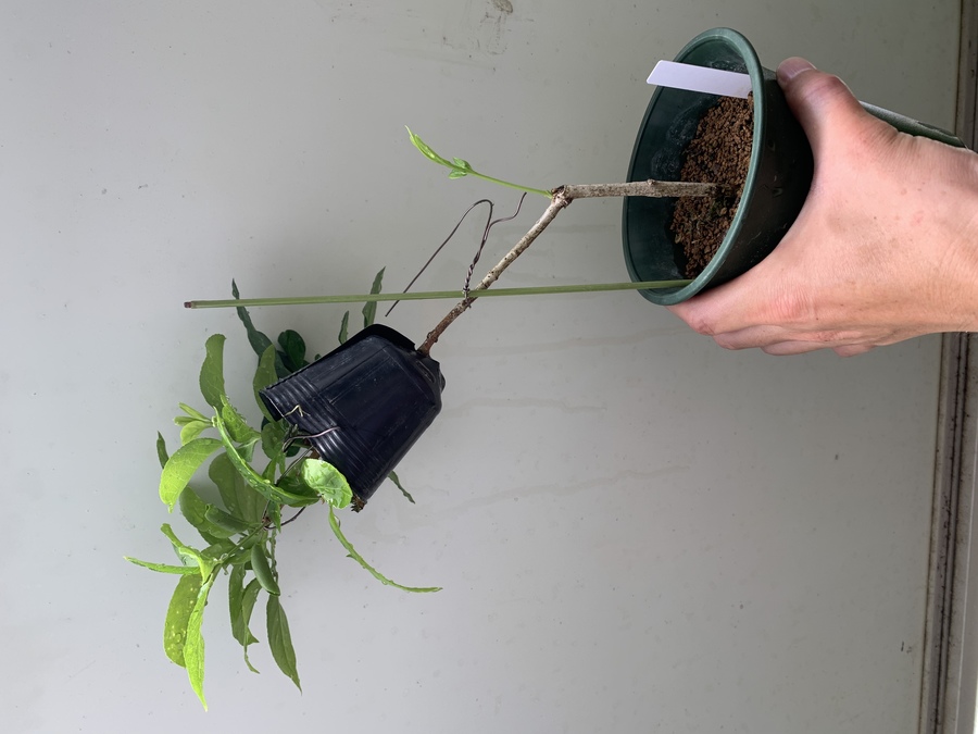 真弓 マユミ の育て方 キミのミニ盆栽びより