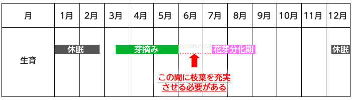 芽摘みの基本 キミのミニ盆栽びより