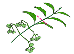 マユミの完成樹の芽摘み