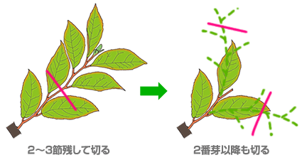 ウメモドキの若木の芽摘み
