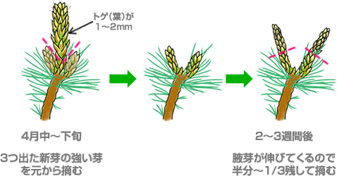 五葉松の芽摘み