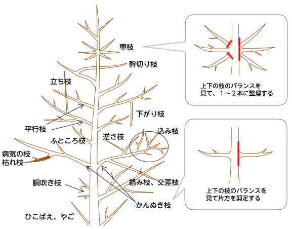 忌み枝の図