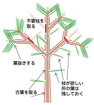 黒松 クロマツ の剪定 キミの盆栽びより