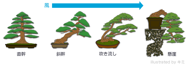 盆栽樹形と風の関係