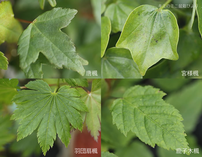 楓　カエデ　雑木　苗木　5本