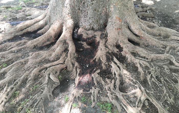 欅の老樹の根張り