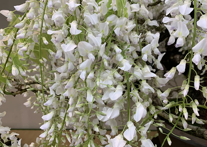 ノダフジの白花品種