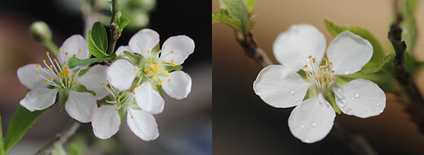庭梅と山桜桃の花