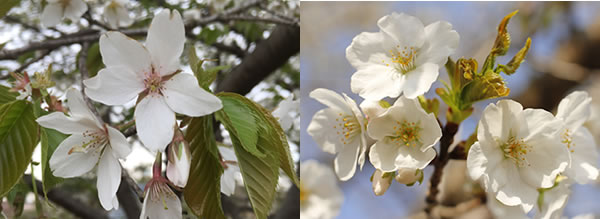 桜（サクラ）の魅力｜キミのミニ盆栽びより