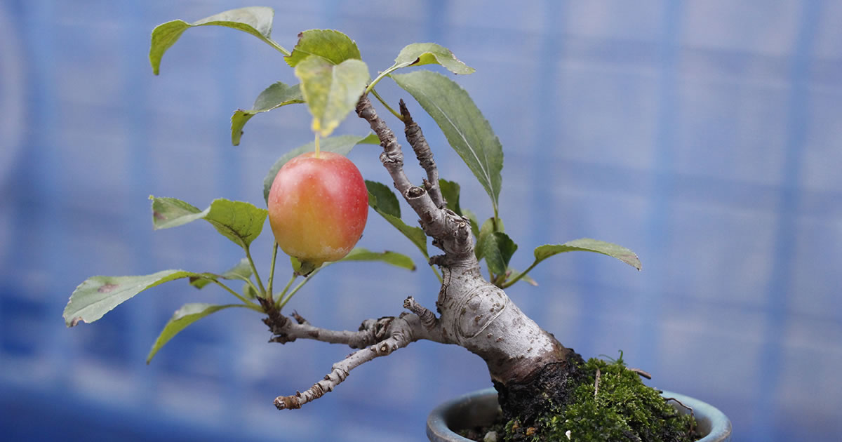 姫林檎 ヒメリンゴ の魅力 キミのミニ盆栽びより