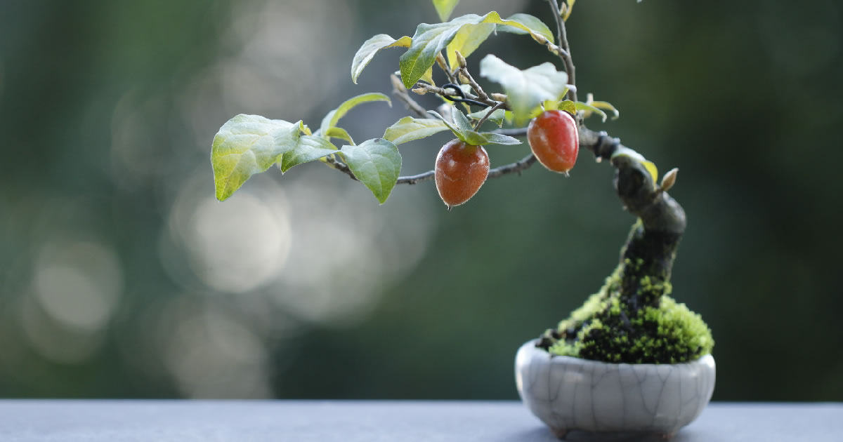 老鴉柿（ロウヤガキ）の魅力｜キミのミニ盆栽びより
