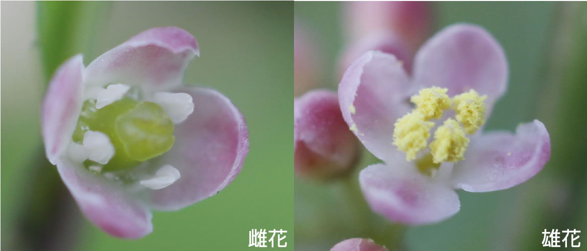 ウメモドキの花