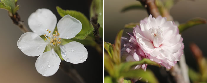 山桜桃 ユスラウメ の魅力 キミのミニ盆栽びより