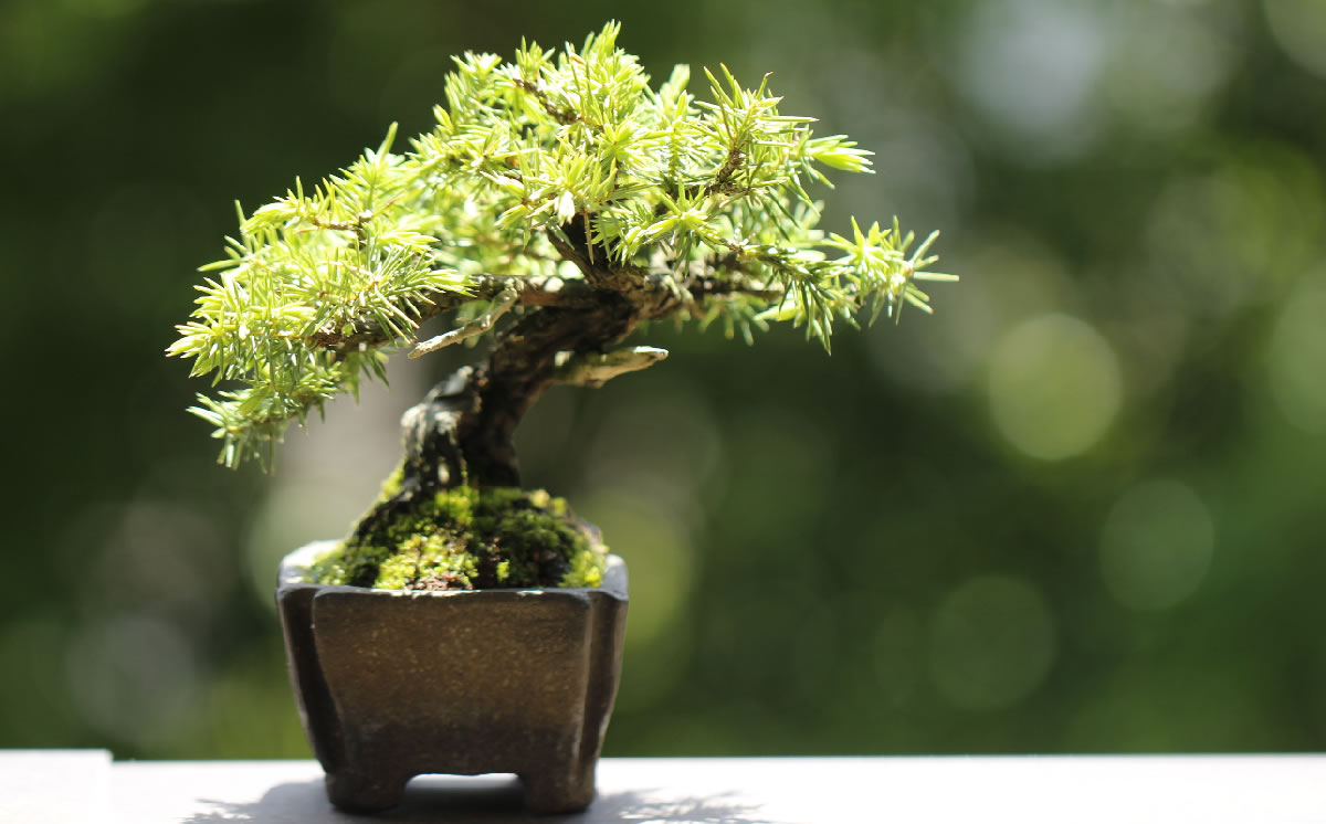 杜松盆栽 八房杜松 古木 ミニ盆栽 小品盆栽 樹高葉先まで9.5cm - 植物