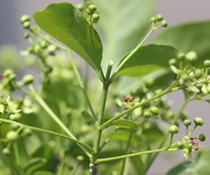 すべての花の画像 綺麗な植物 マユミの育て方