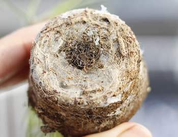 黒松の菌根菌