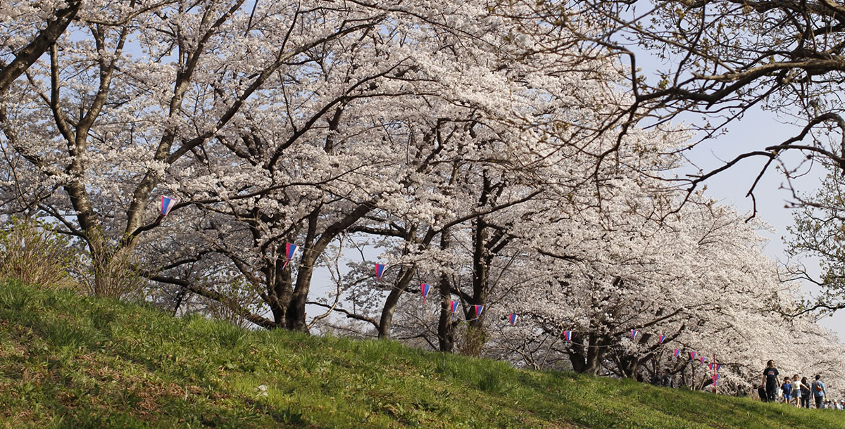 桜と花見客
