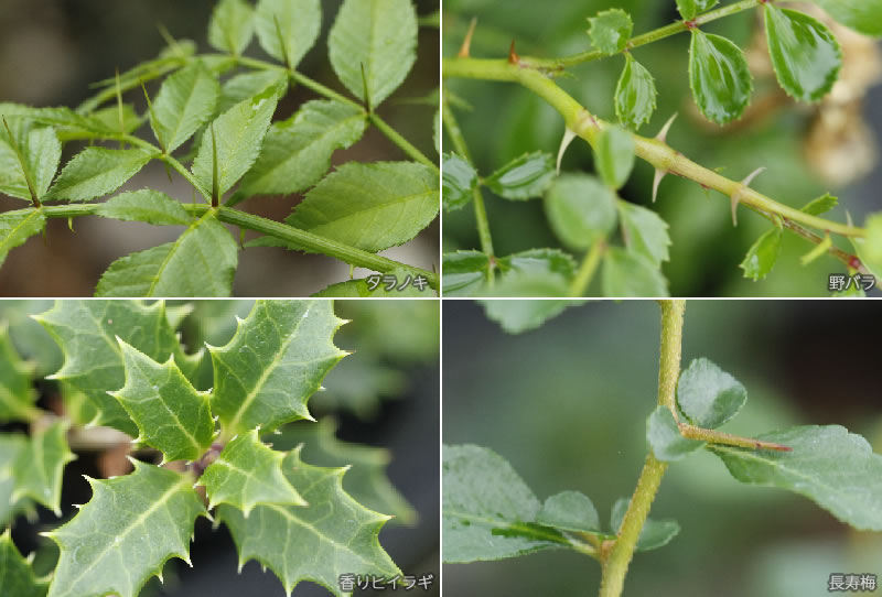 過敏性腸症候群 (IBS)